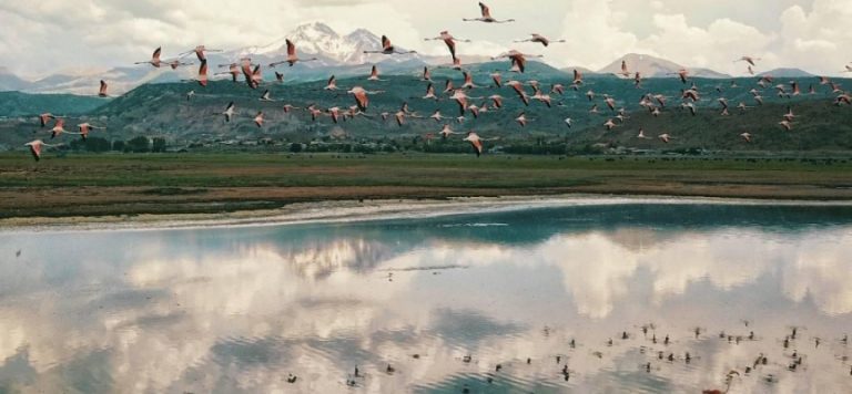 Sazlık alanda uçan flamingolardan görsel şölen