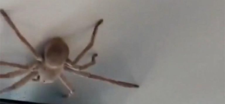 Avustralya’da uçakta “örümcek” paniği