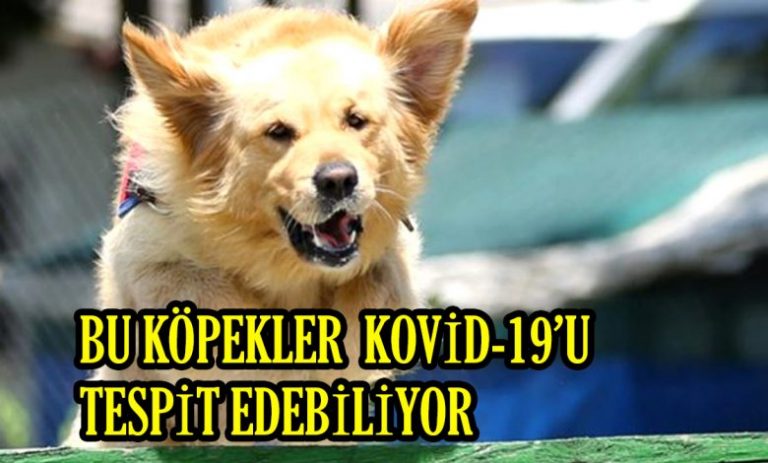 Köpekler, 1 saniyeden kısa sürede Kovid-19’u tespit edebiliyor