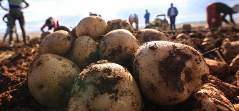 Patates tohumu üretiminde 300 bin tona ulaşıldı