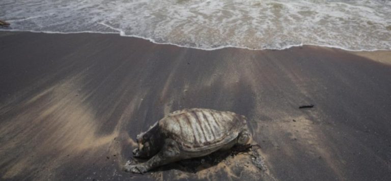 Sri Lanka’da çok sayıda “ölü” deniz canlısı karaya vurdu
