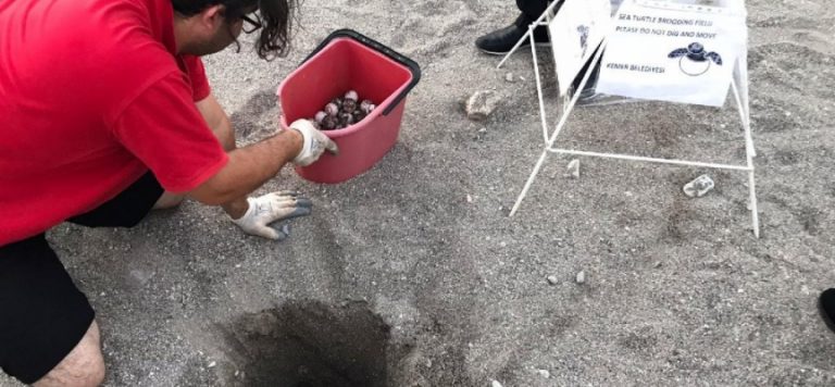 Antalya’da caretta caretta yumurtaları zarar görmemesi için taşındı