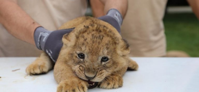 Hayvanat Bahçesi’nde aslan yavruları dünyaya geldi