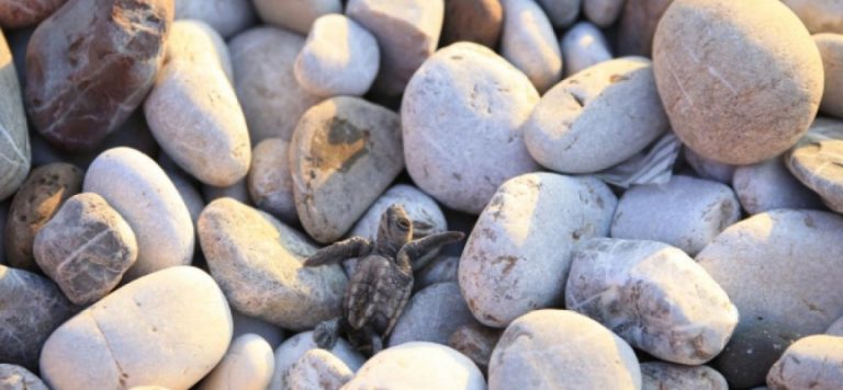 22 caretta caretta yavrusu denizle buluştu