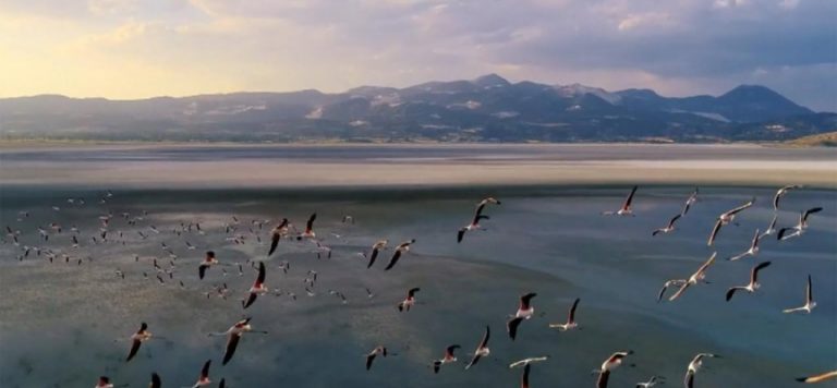 “Flamingo ölümlerinin nedeni popülasyon artması