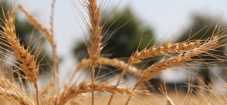 Tarımsal girdi fiyat endeksi artıyor