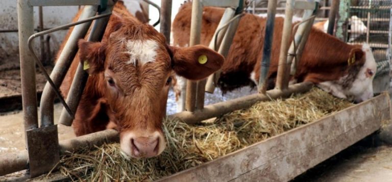 Yetiştiricilere hibe desteğinde başvurular için süre azalıyor