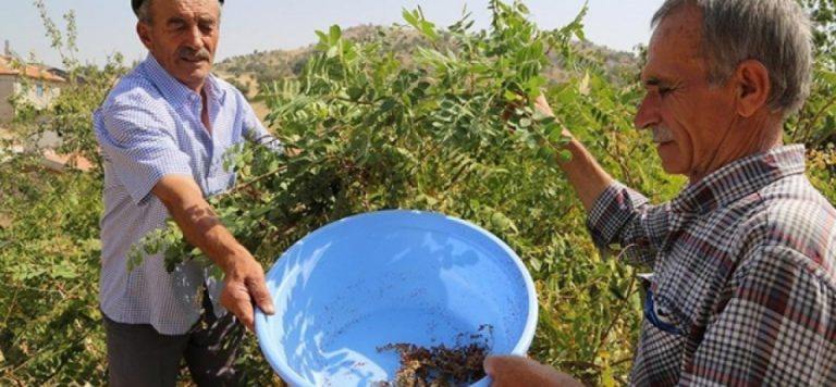Sumak üretimi 8 yılda 5’e katlandı