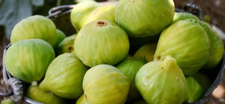 Yediveren incirinde üretici ihracata yöneldi