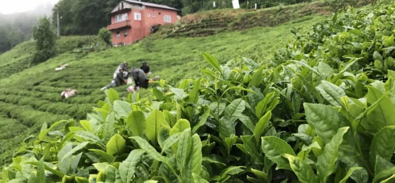 Selden etkilenen yaş çay fabrikaları üretime geçti