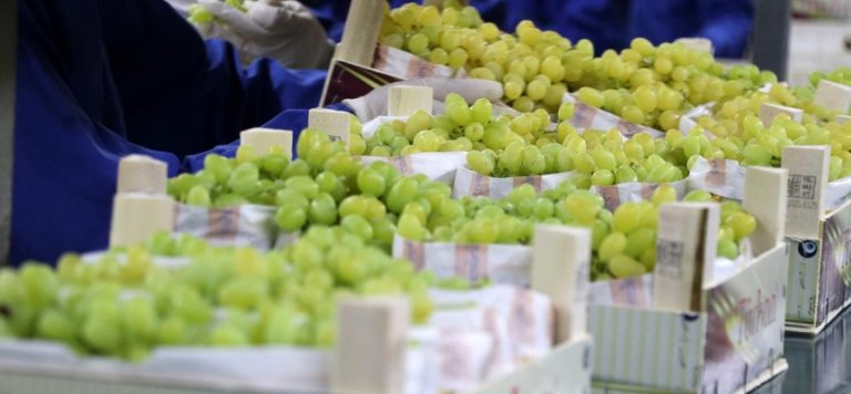 Sofralık üzümde hedef 200 milyon dolarlık ihracat