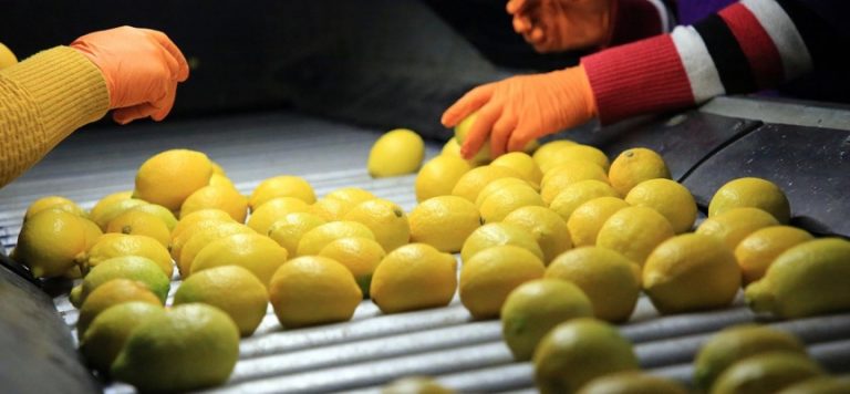 Limon ihracatı yüzde 59 arttı
