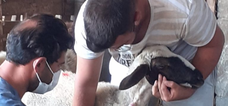 Hayvan Hastalıkları Eradikasyon Projesi’nin 3’üncü ayağı sürüyor