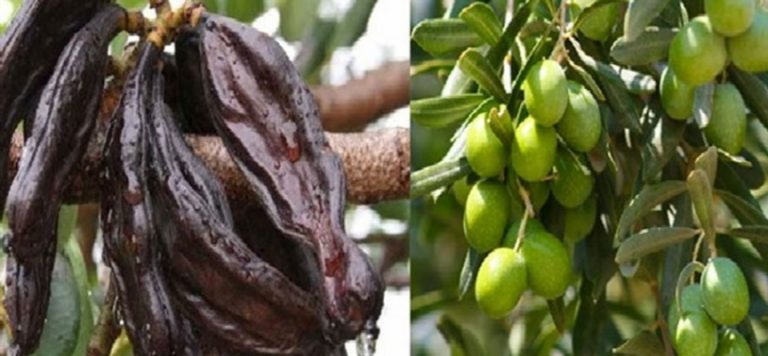 Güzelyurt Kaymakamlığı, zeytin ve harnup toplama tarihlerini açıkladı