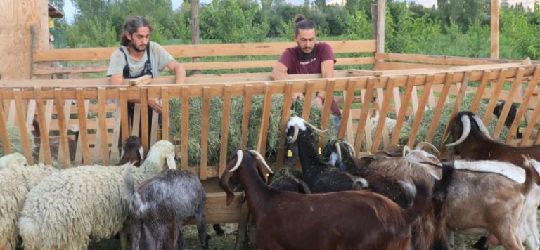 Orman mühendisi iki kardeşin ‘modern çiftlik’ hayali gerçeğe dönüştü