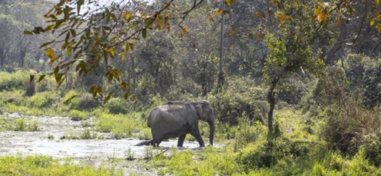 Zimbabve’deki fil saldırısı: 2 kişi hayatını kaybetti