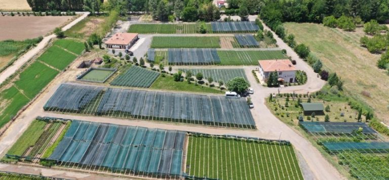 ‘Yeşil vatan’ için 273 milyon fidan üretildi