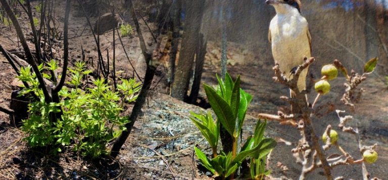 Marmaris’te yangınlar sonrası doğa canlanmaya başladı