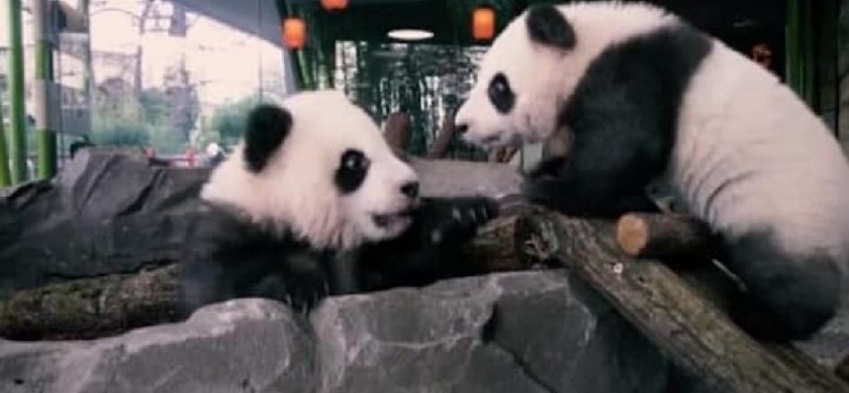 İkiz pandalar 2’inci yaş gününe hazırlanıyor