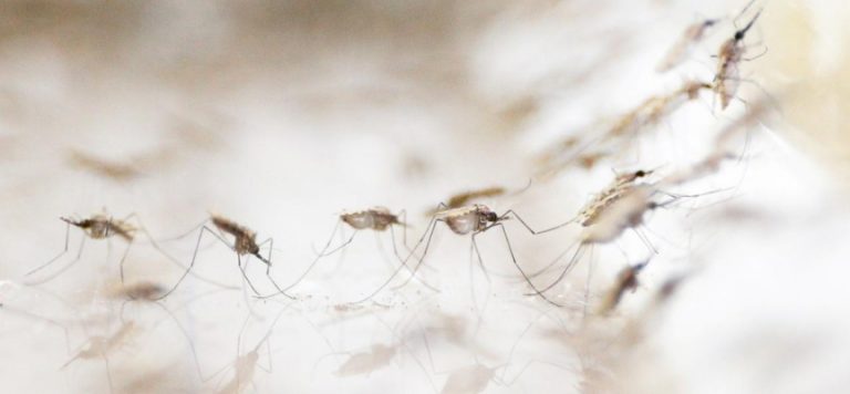 Bangladeş’te dang hummasının daha ölümcül varyantı baskın hale geldi