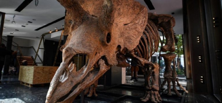 66 milyon yıllık “Büyük John” açık artırmaya çıkıyor