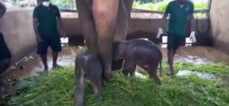 80 yıl sonra ilk kez ikiz fil dünyaya geldi