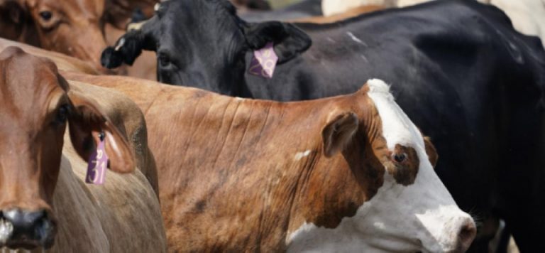 Ida Kasırgası’nın neden olduğu selde bir ağaca sıkışmış inek kurtarıldı