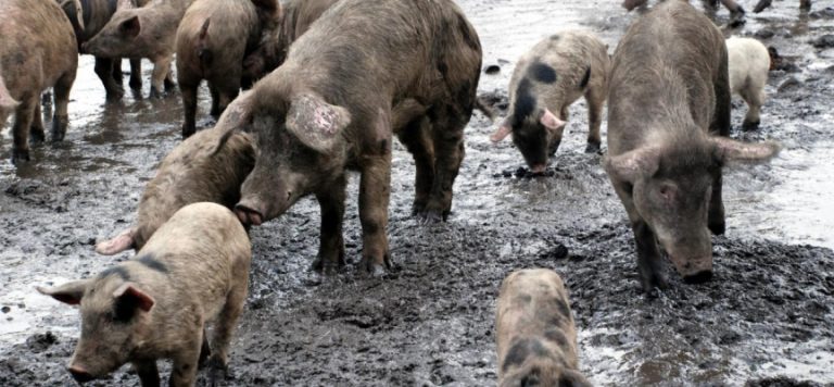 Roma’dan Lazio’ya domuz istilası davası