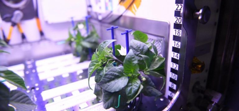 Biber fideleri uzayda çiçek açtı