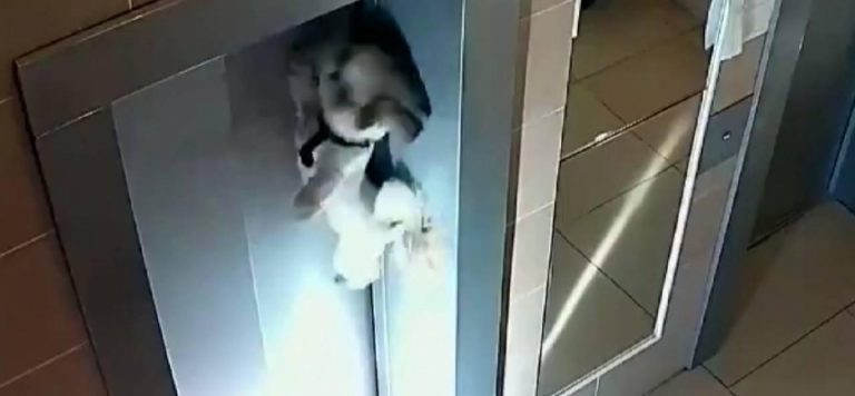 Tasması asansörün kapısına sıkışan köpek son anda kurtarıldı
