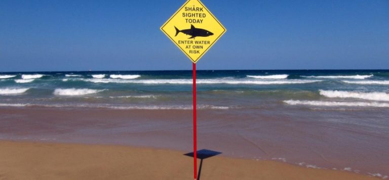 Avustralya’da köpekbalığı saldırısı: Sörfçü hayatını kaybetti