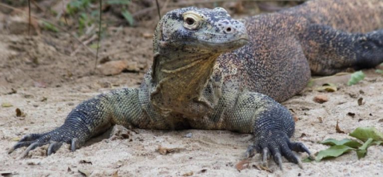 Türlerin yüzde 30’u nesli tükenmekte olan hayvanlar listesinde