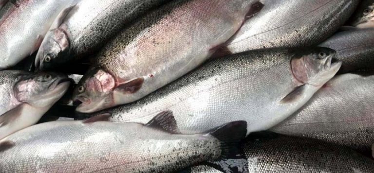 Karadeniz somonundan 103 milyon dolar gelir