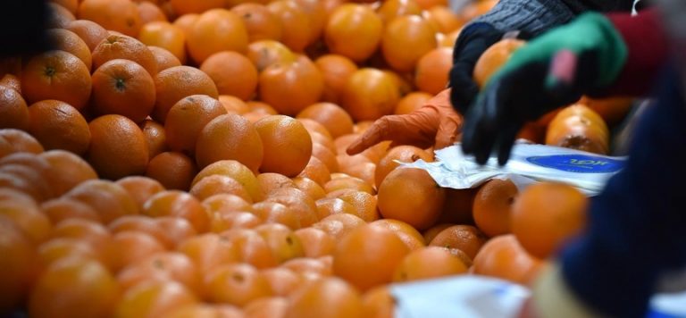 Turunçgil ihracatında artış