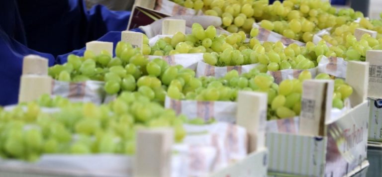 Yaş üzüm ihracatında yüzde 22 artış