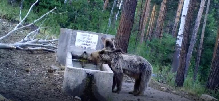 Yaban hayatı fotokapanlara yansıdı