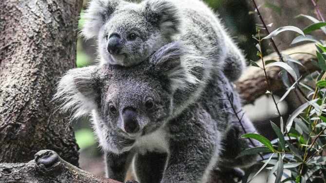 Avustralya'da koala nüfusu tehdit altında