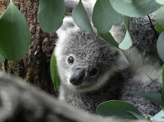 Avustralya'da koala nüfusu tehdit altında