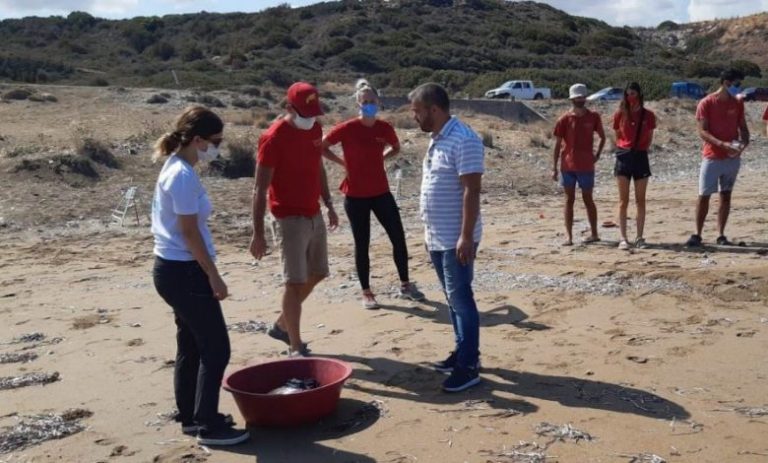 Yeşil deniz kaplumbağası yeniden denizle buluştu