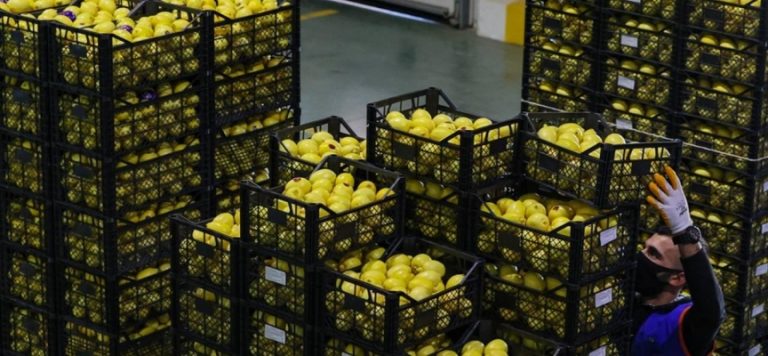 Limonda ihracat hedefi 300 milyon dolar