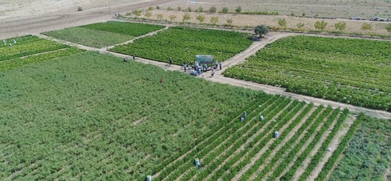 Çiftçilere destek ödemesi bugün yatırılacak