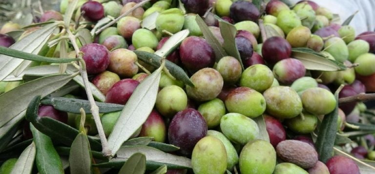 Marmarabirlik zeytin alım fiyatlarını açıkladı