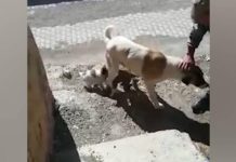 Yavrularının düştüğü kuyunun başından ayrılmadı