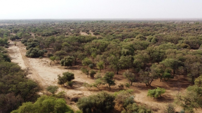 Afrika'da yeni ormanlık alanlar keşfedildi