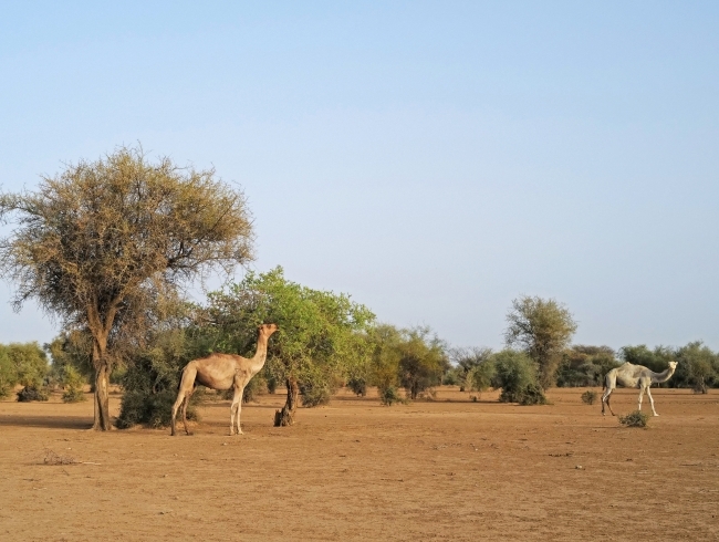 Afrika'da yeni ormanlık alanlar keşfedildi