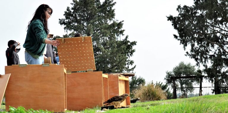 Tedavi edilen arı şahinleri doğaya bırakıldı