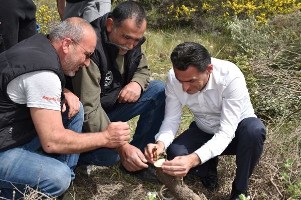 St Hilarion bölgesindeki yabani zeytin ağaçları aşılanıyor