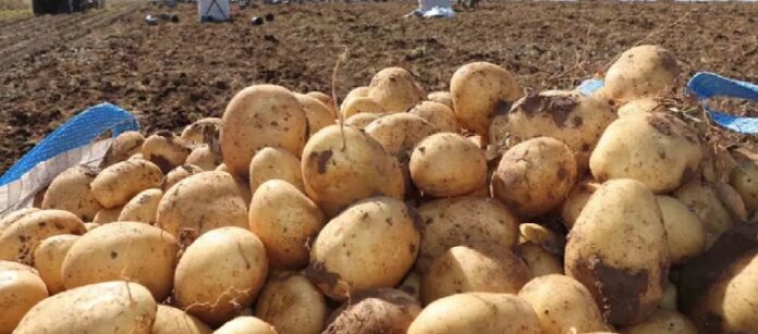 sivas-patates.jpg