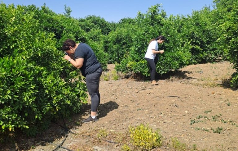 Tarım Dairesi’nden zararlı böcek Diaphorina citri’yle mücadele duyurusu